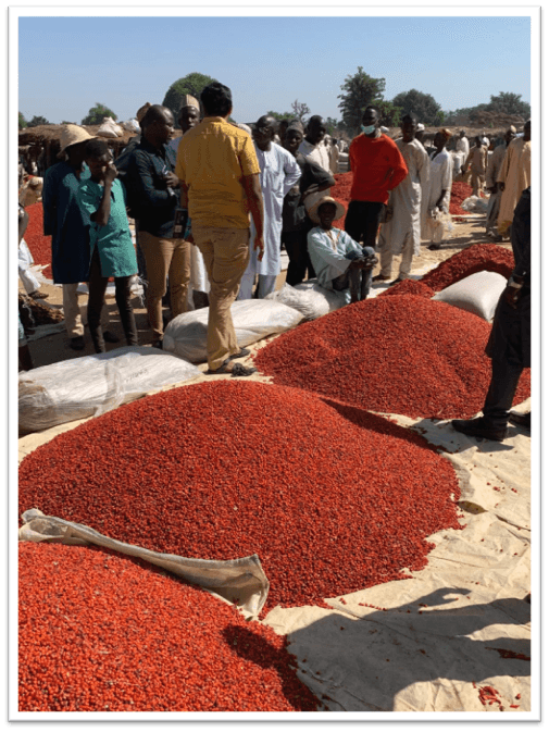 Chilli Harvest & Sun-Drying Procurement Yard