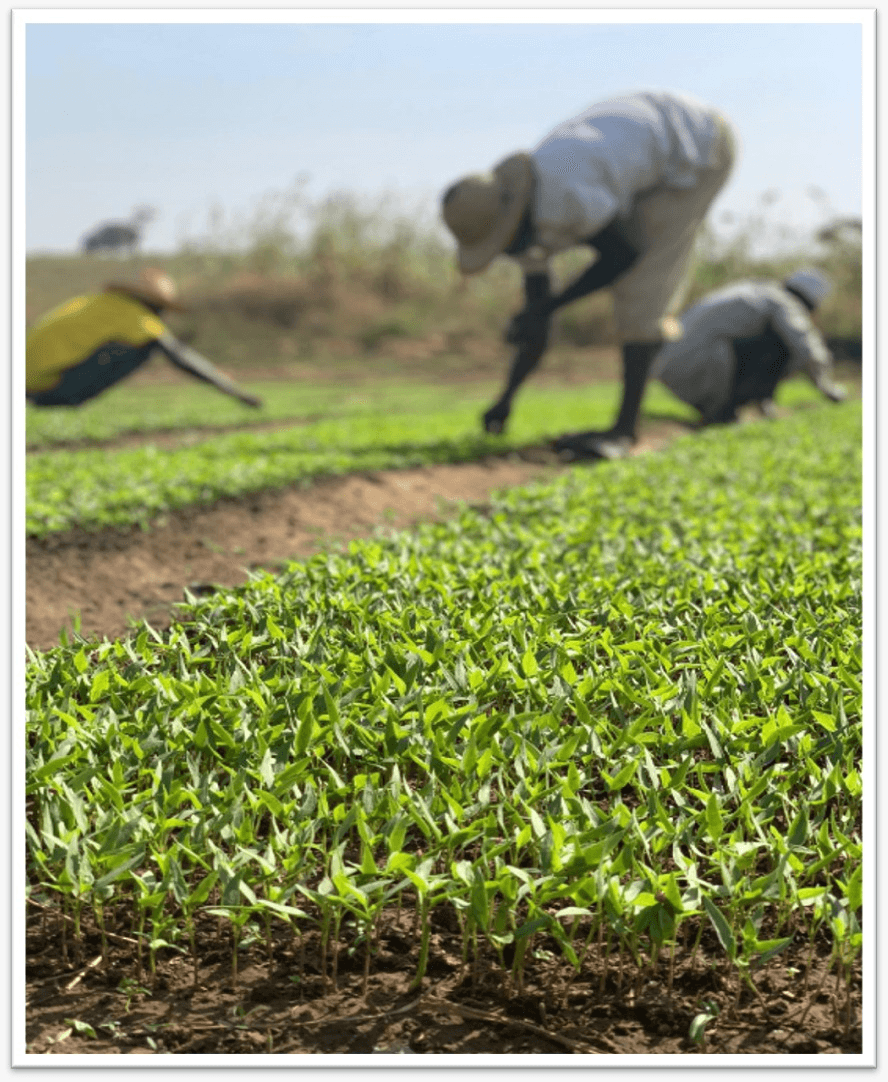 Good Earth Outgrower Cultivation Fields